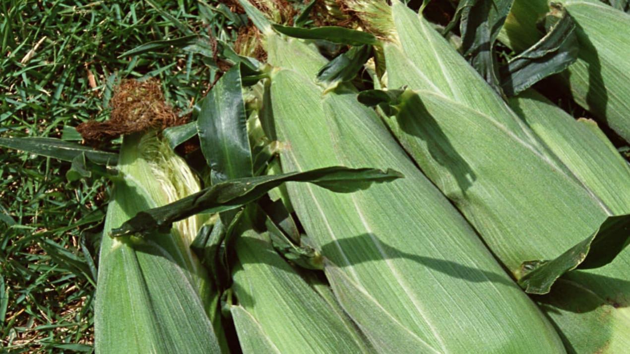 十五天配土改良期，暗藏玄机，沙质干旱地域，甘蔗增糖方案