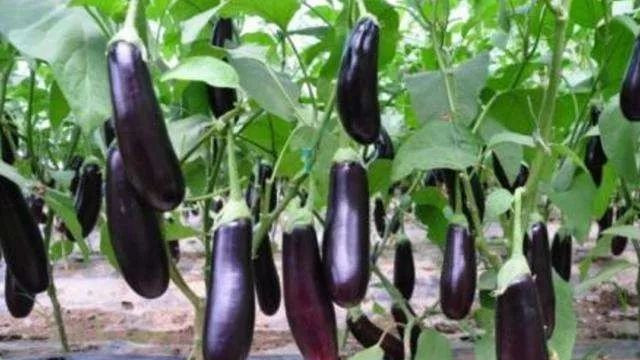 茄子种植全解析：从播种到成熟的综合指南