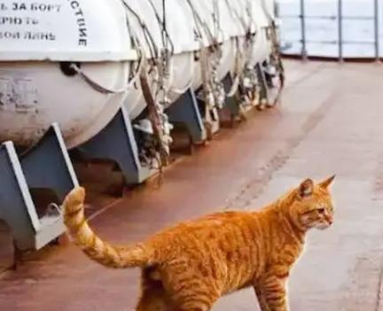 航母上为什么要养猫？是为了抓老鼠？那你就错了，现在航母上的猫可不是为了抓老鼠，而