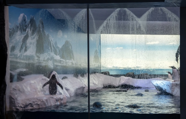 伦敦水族馆企鹅生存条件不佳，民众上街示威