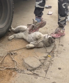 被修理工捡回来喂的猫咪，这回知道她曾经主人是多么爱她，吃的都是山珍海味，住的还是背靠大海的别野……