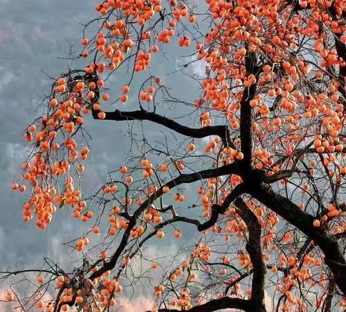 甘肃省陇南市十大特产
（仅供阅读交流，不作权威排行）
一、成县核桃
二、宕昌大黄