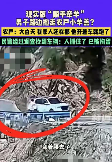 顺手牵羊！5月26日，河南济源，一名男子开车看到路上有羊群，下车抓了一只小羊羔塞