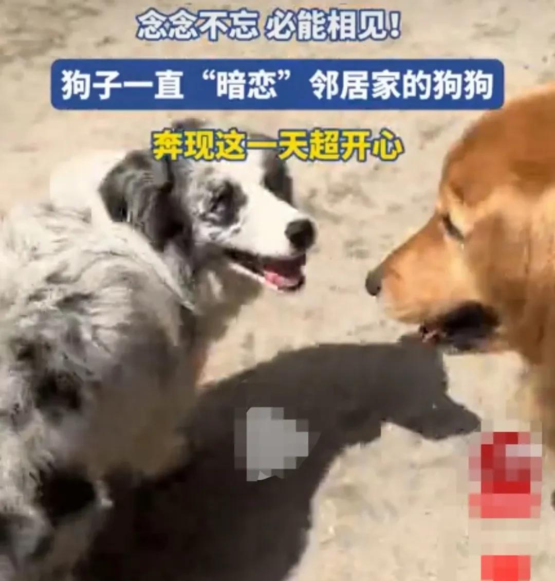 金毛狗狗，听到邻居家狗狗的叫声，便经常爬到房顶去，眺望邻居家狗狗。
邻家的花狗狗