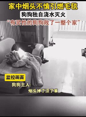 它说：我什么都知道，本来是人只是投错了地方。
它还说，为了这个家，操碎了心。
有