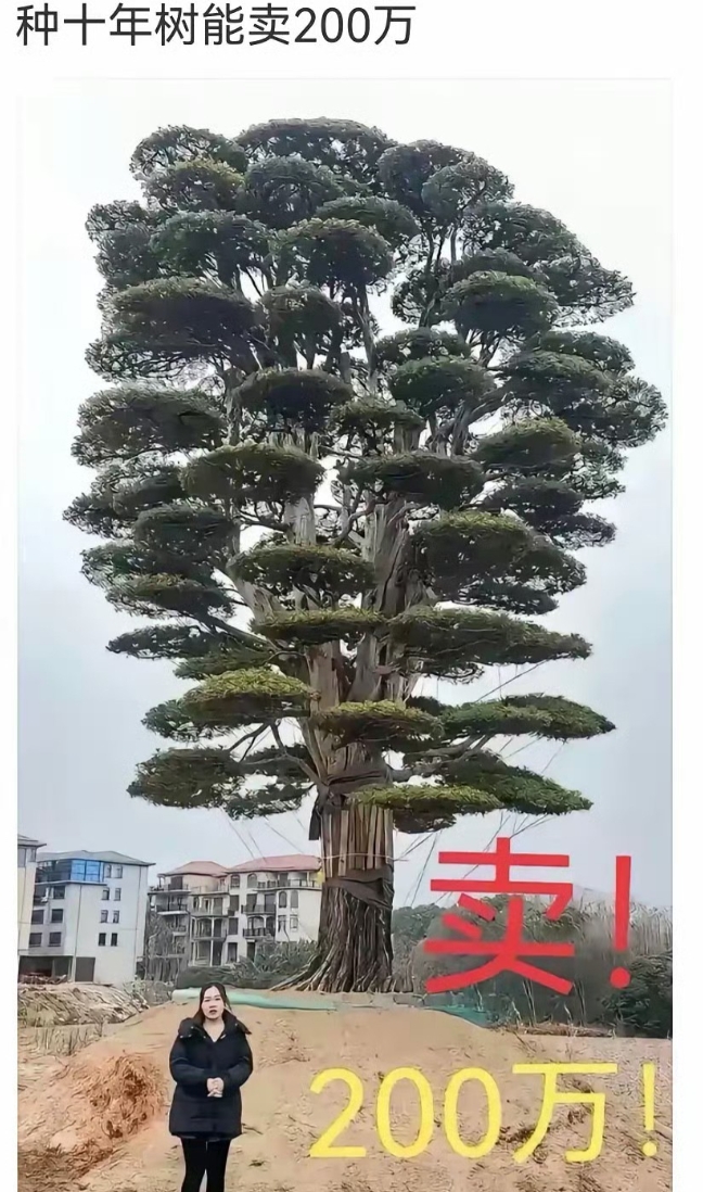 这树卖两百万我信，十年种成这样我不信