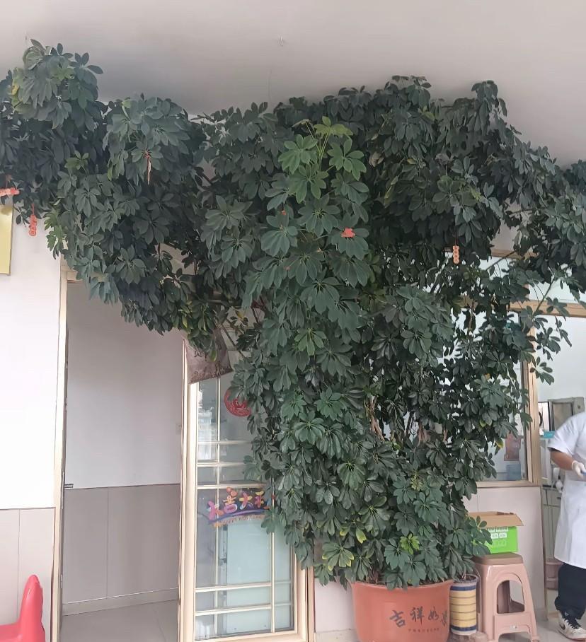 我以为是一人假花，走进一看是真家伙。我想问问这是什么绿植，怎么养的这么大，这么小