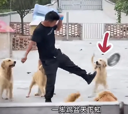 笑死了！三年养狗无人问，一脚踢盆天下知！可怜之狗必有可恨之处！主人扛着一桶水走进