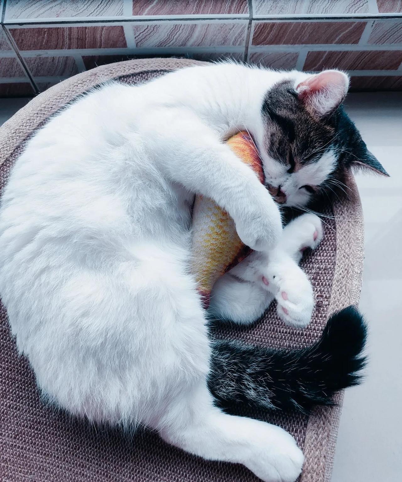 猫咪不爱吃鱼，你说奇不奇怪。。。
我家猫咪从小就不喜欢吃生肉，鱼肉鸡肉各种生肉都