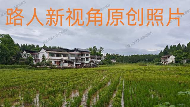 南充：秋日田园风光好 振兴气象入诗篇