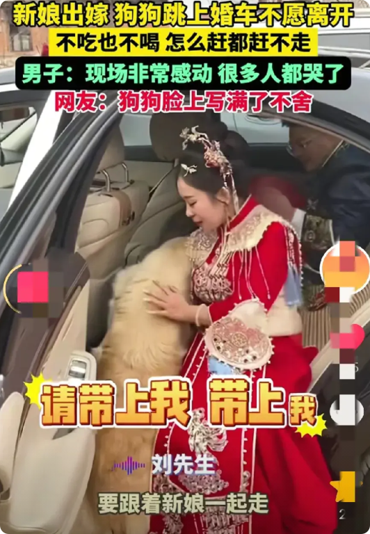 看哭了！吉林，一新娘出嫁刚坐上婚车时，一只金毛狗竟然来到新娘身边，并挤着上婚车，