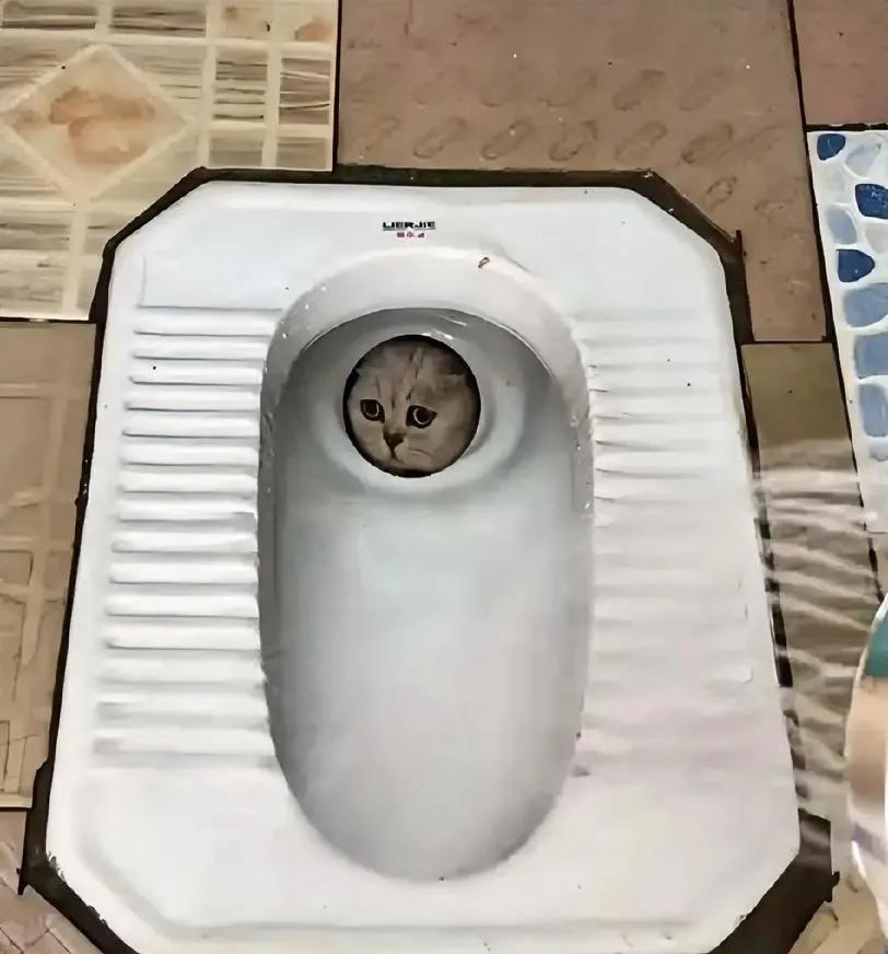 这猫还能要吗