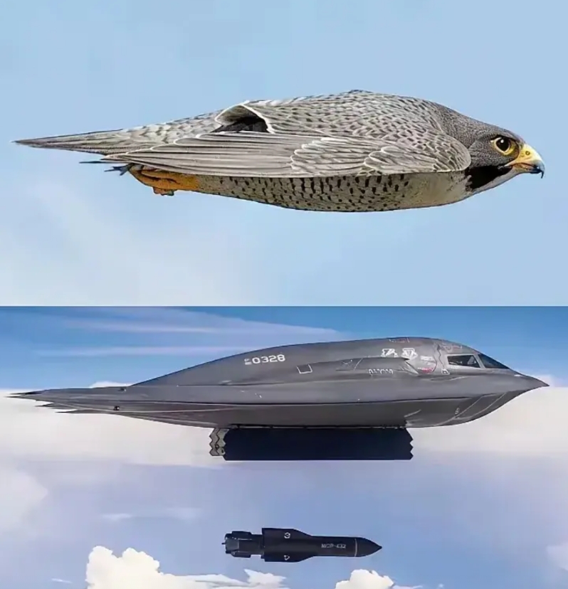 美国人，还是挺聪明的，根据红隼的外形特点，研发出了世界第一的隐形战略轰炸机B2。