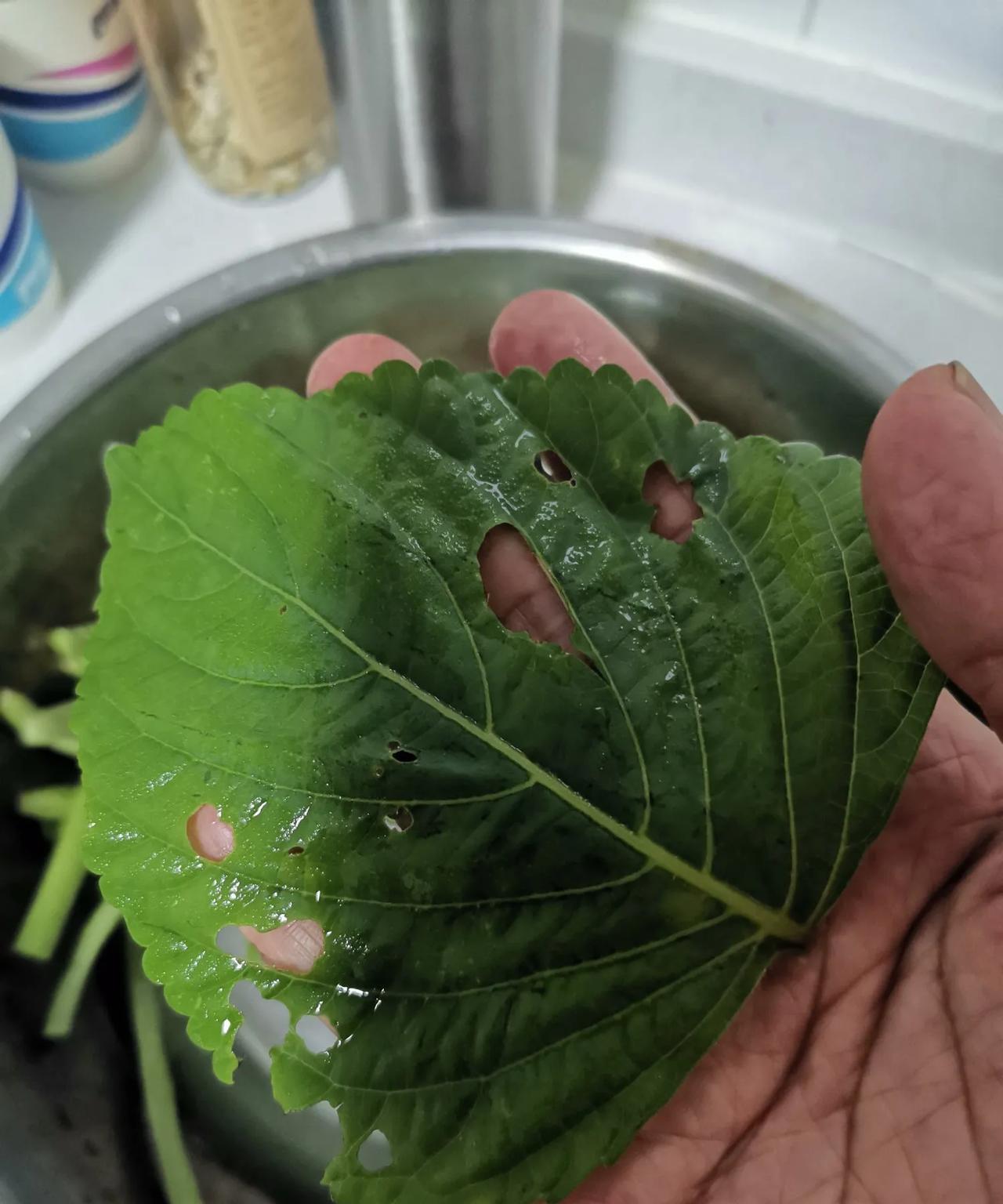 虫子吃剩下我们吃，安全。
有菜园的网友都知道，有些菜不打药可以，有些菜不打药凑合