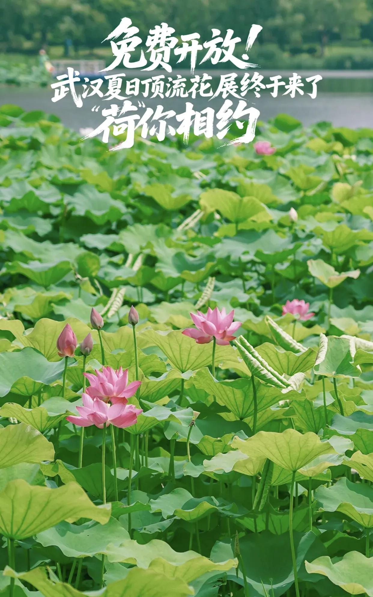 武汉沙湖公园顶流荷花展来啦！
6月13日，武汉沙湖公园第十一届荷花展开幕啦，展期