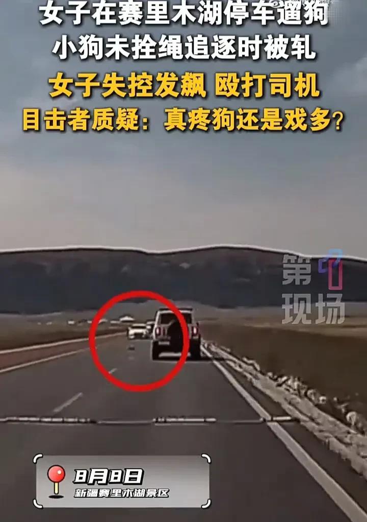 恶人先告状，必须严惩！8月8日，新疆博乐一名女子在赛里木湖景区遛狗，带了七八只狗