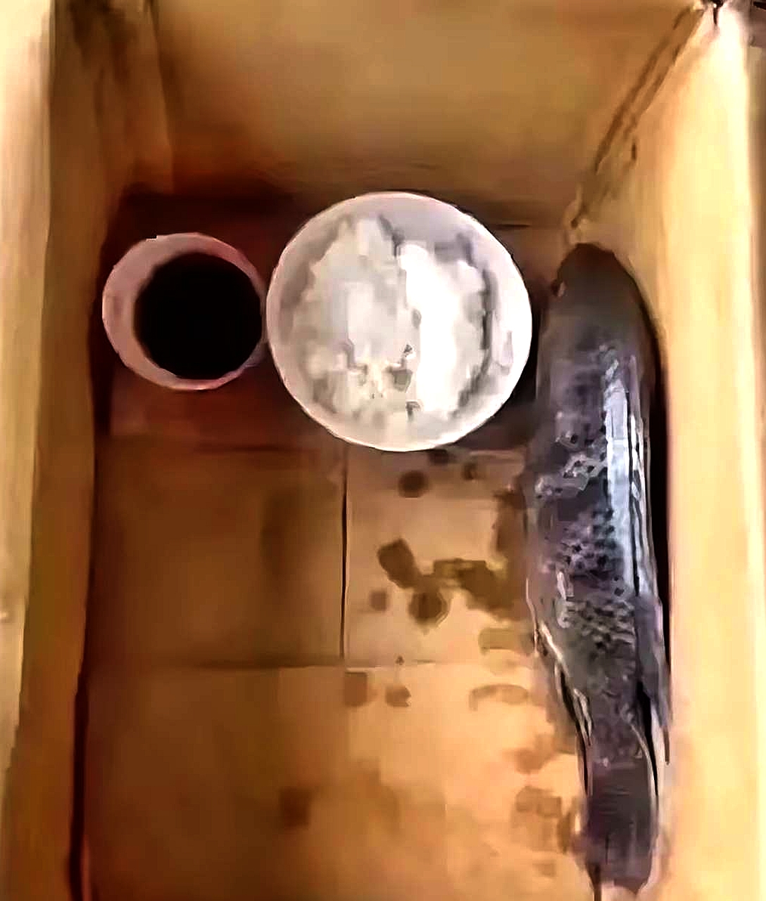 养五天了，还是不吃饭，有没有有经验的朋友，帮忙支支招啊？