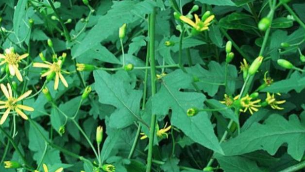 莫被“毒论”迷了眼，且看中医真容颜