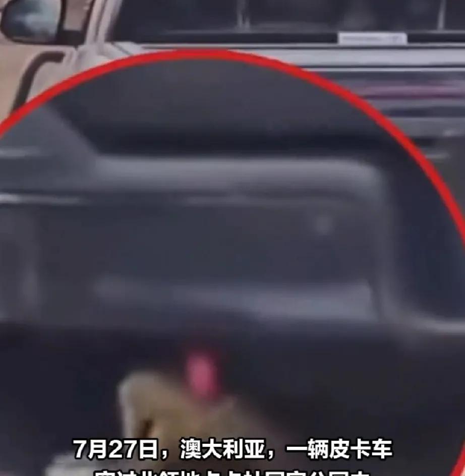 7月27日，澳大利亚北领地卡卡杜国家公园。这里是鳄鱼的天下，栖息着上万条鳄鱼。由