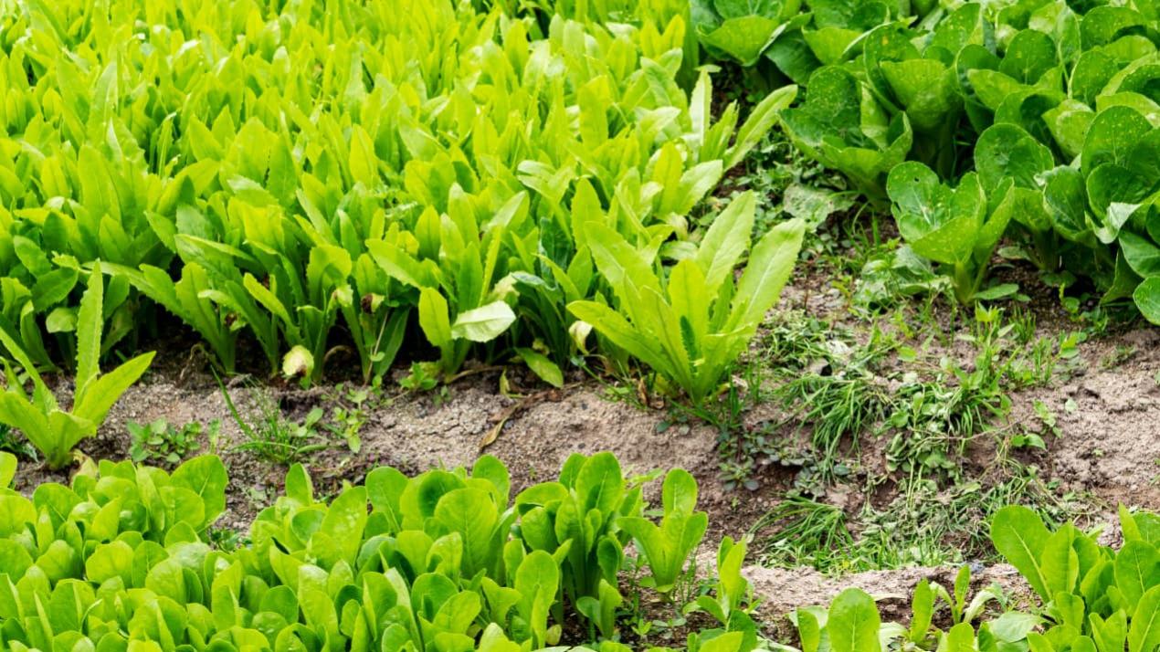 15天浇水关键期，王炸升级，高原甘蔗，经济价值揭秘