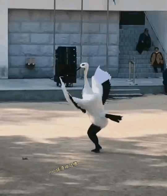 这丹顶鹤看着怎么有点奇怪啊。
