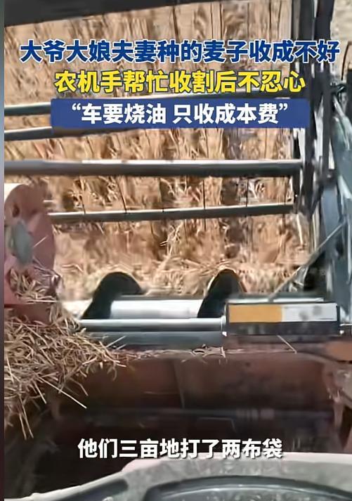 破防了！5月27日，河南济源，一开收割机男子给一对老夫妻收完麦子后，见收到的麦子