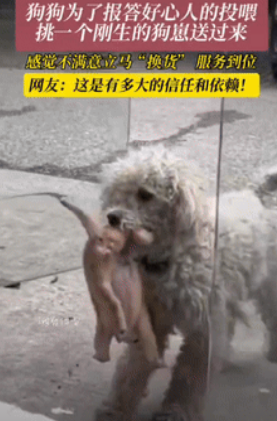 “万物皆有灵！”江苏一女子经常投喂流浪狗，没想到，狗狗生了崽后，为报答女子的好心