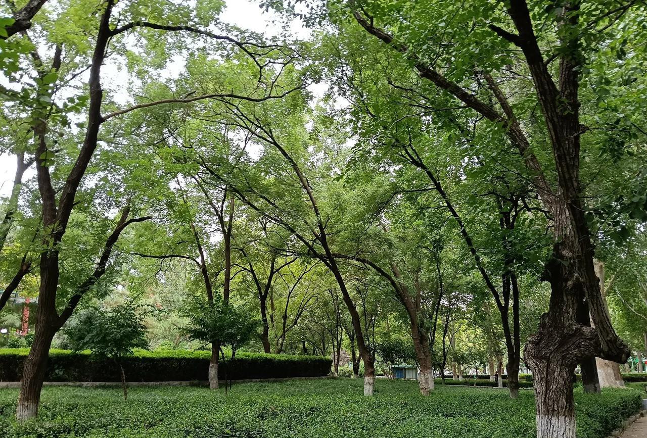 这是在我们附近的公园里拍的各种树木，真真正正的手机原创作品。
绿色的大自然[玫瑰