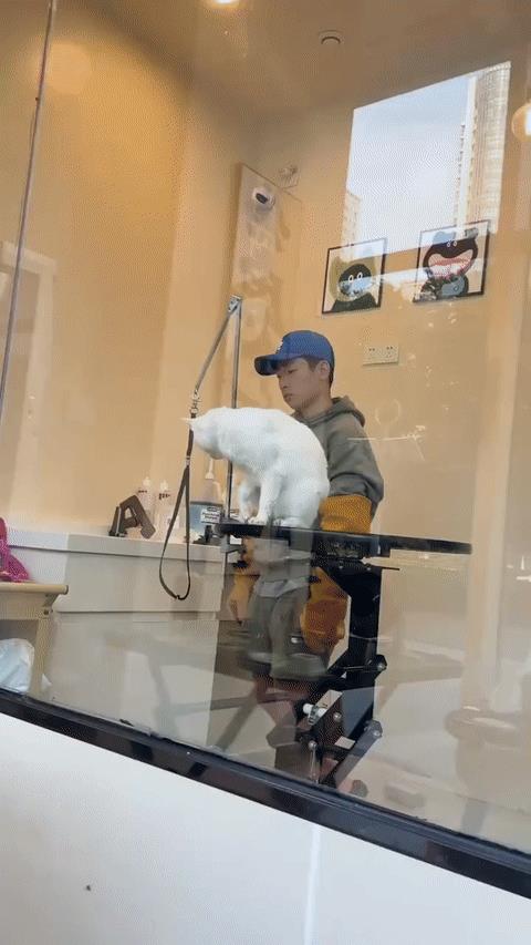 洗猫小哥：真的不赖我[呆无辜]