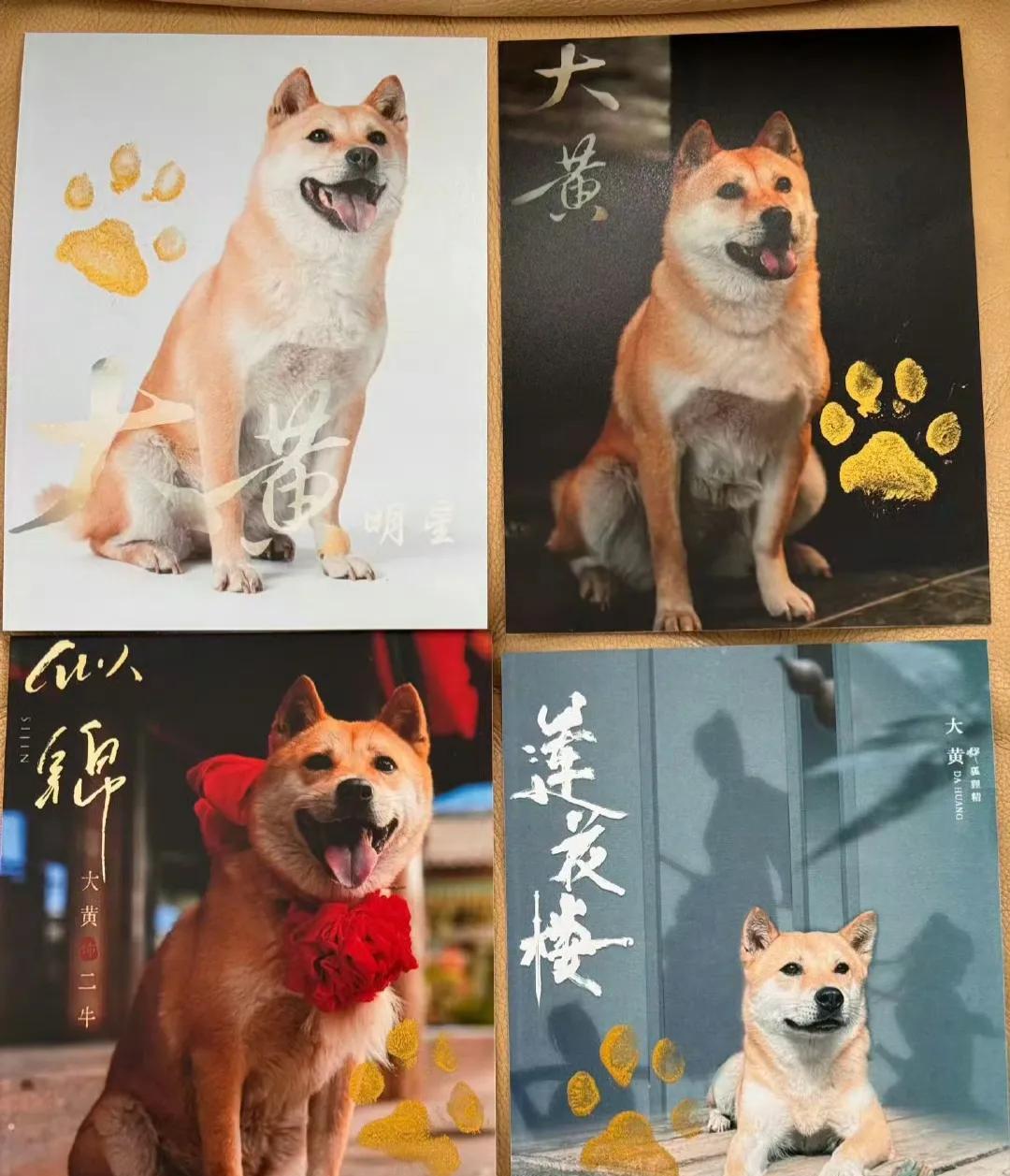 内娱的影视圈，
居然被一只大黄狗给闯进去了!
还记得《莲花楼》里李莲花养的那只狗