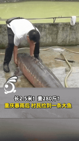 “太刑了！”重庆，一场暴雨过后，村民竟然捡到“从天而降”的大鱼，2.5米长，足足