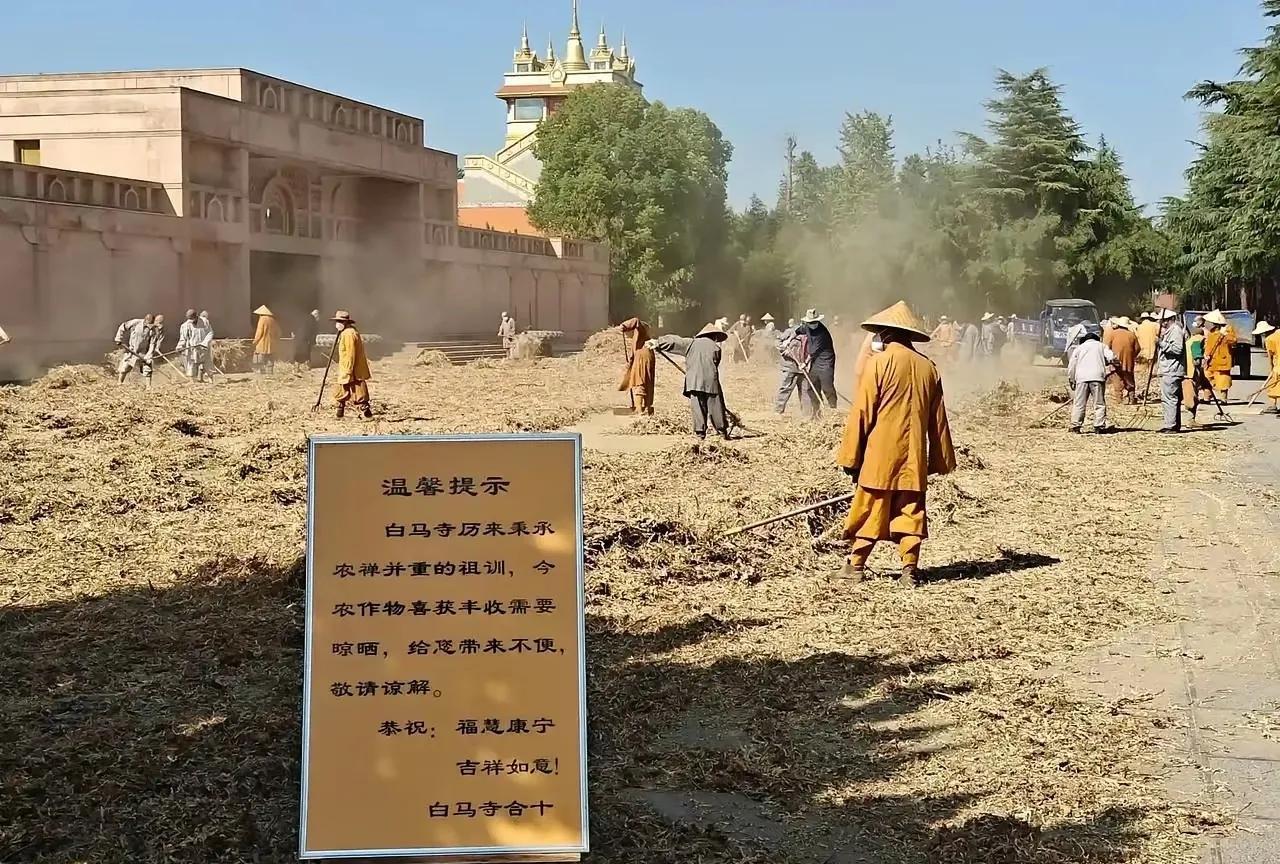 #头号创作者激励计划#
释印乐在白马寺做了差不多20年住持，一到丰收的季节，大部