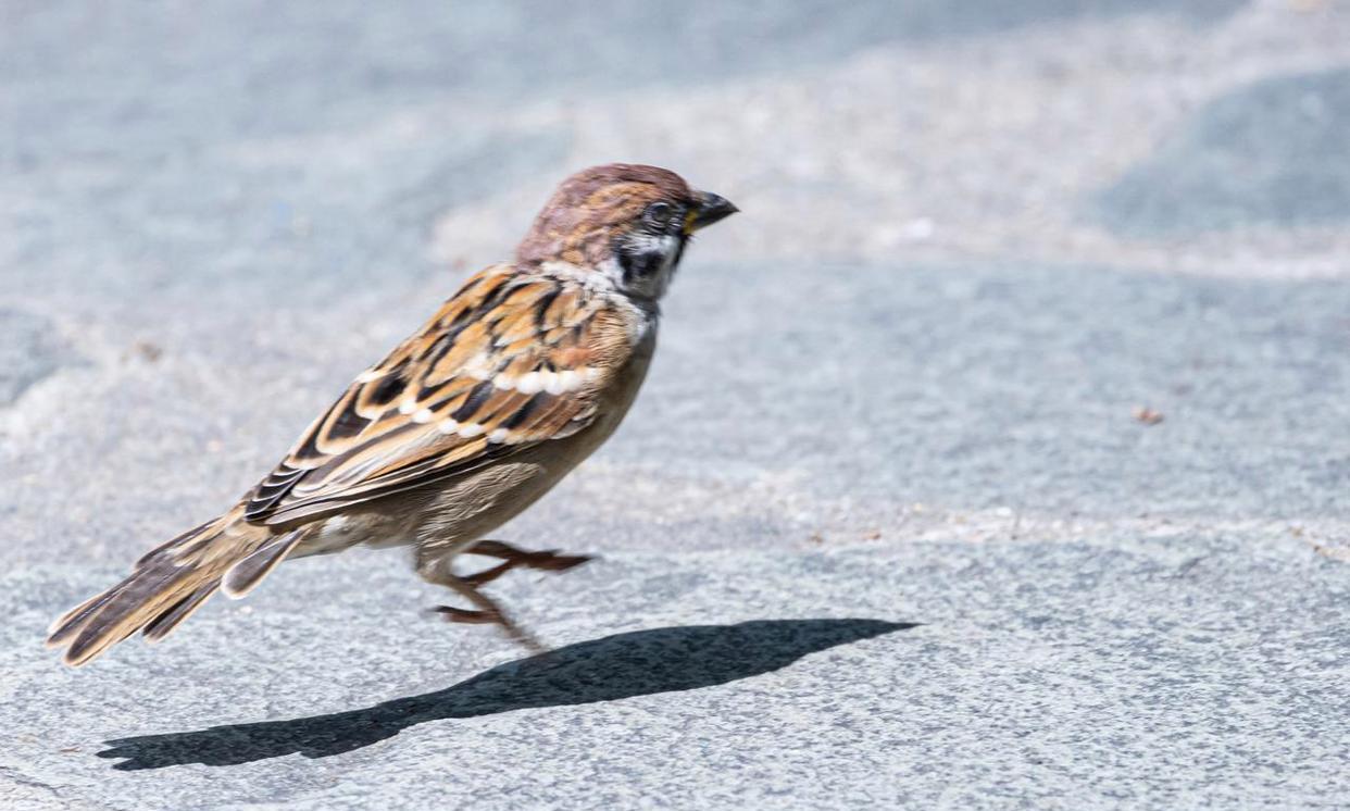 可爱的小麻雀
人们常用：病雀虽小，五脏俱全。来形容它们的存在，可是，它们自己认可