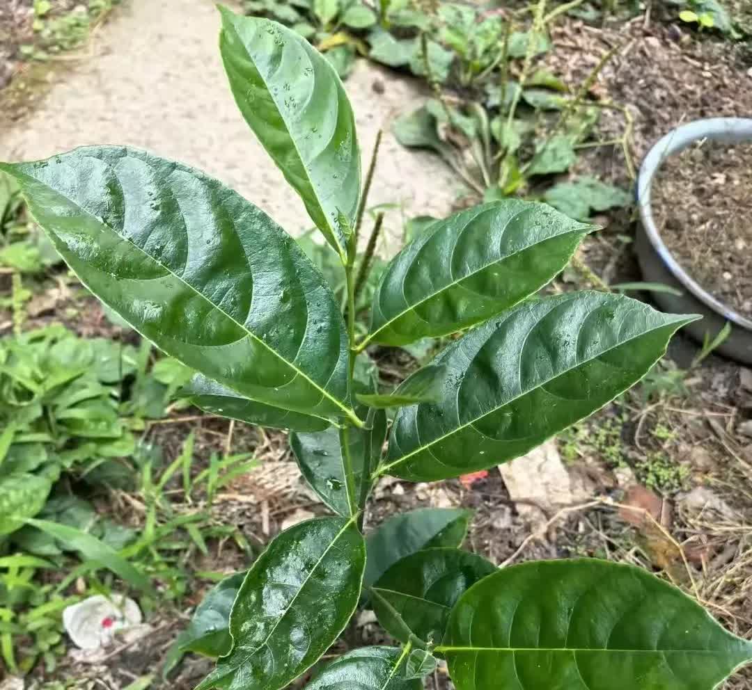 四川广安，有一名女子到菜地里翻土，发现菜地旁边生长着一棵从未见过的植物，这棵植物