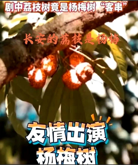 越来越多《长安的荔枝》的铁杆观众们，开始倒戈反水了，收视率五连降，11日晚跌破1