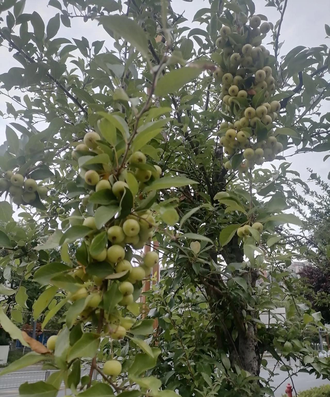 谁知道这外形和苹果一模一样但只有车厘子大小的水果是什么？看着还挺不错，也不知道能