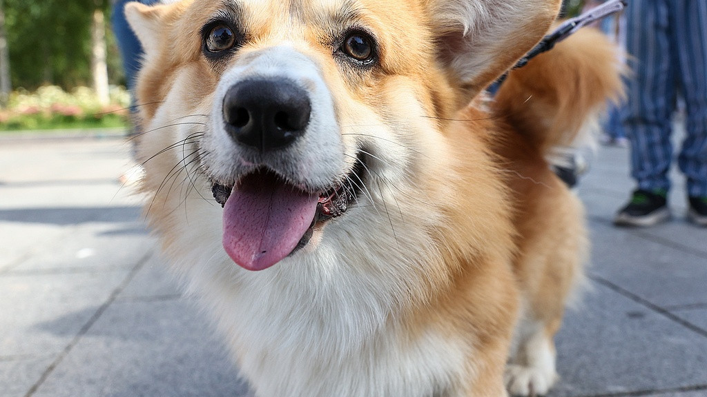 猫狗纪事：我家的花花