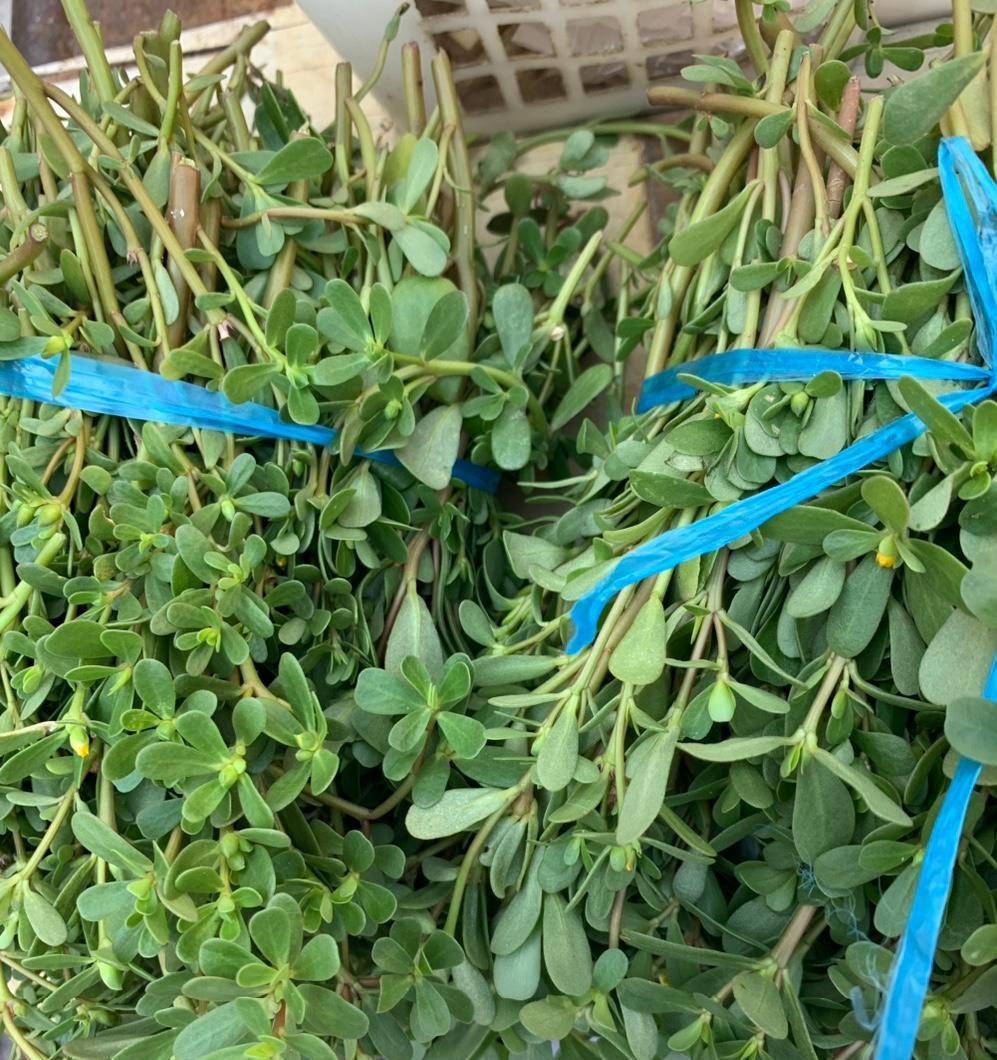 这是什么菜呢？味道如何？
听说我带老妈和两个侄女来到了家里，刚才热心的邻居马姐送
