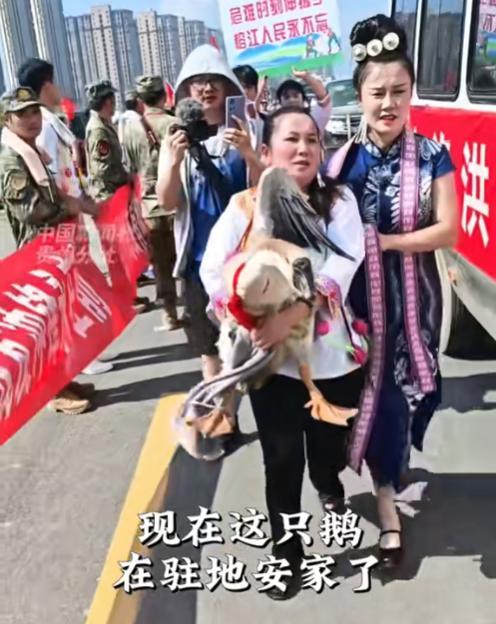 还记得榕江大姐追着救灾官兵送上的那只大鹅吗？它不仅没有被送进铁锅，反而混上编制了