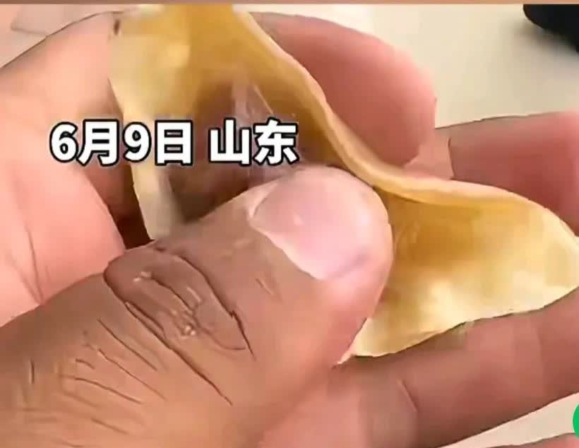 饺子掉地上被风干后，男子突发奇想开始盘饺子玩，
男子说煮饺子时掉地上了，
等