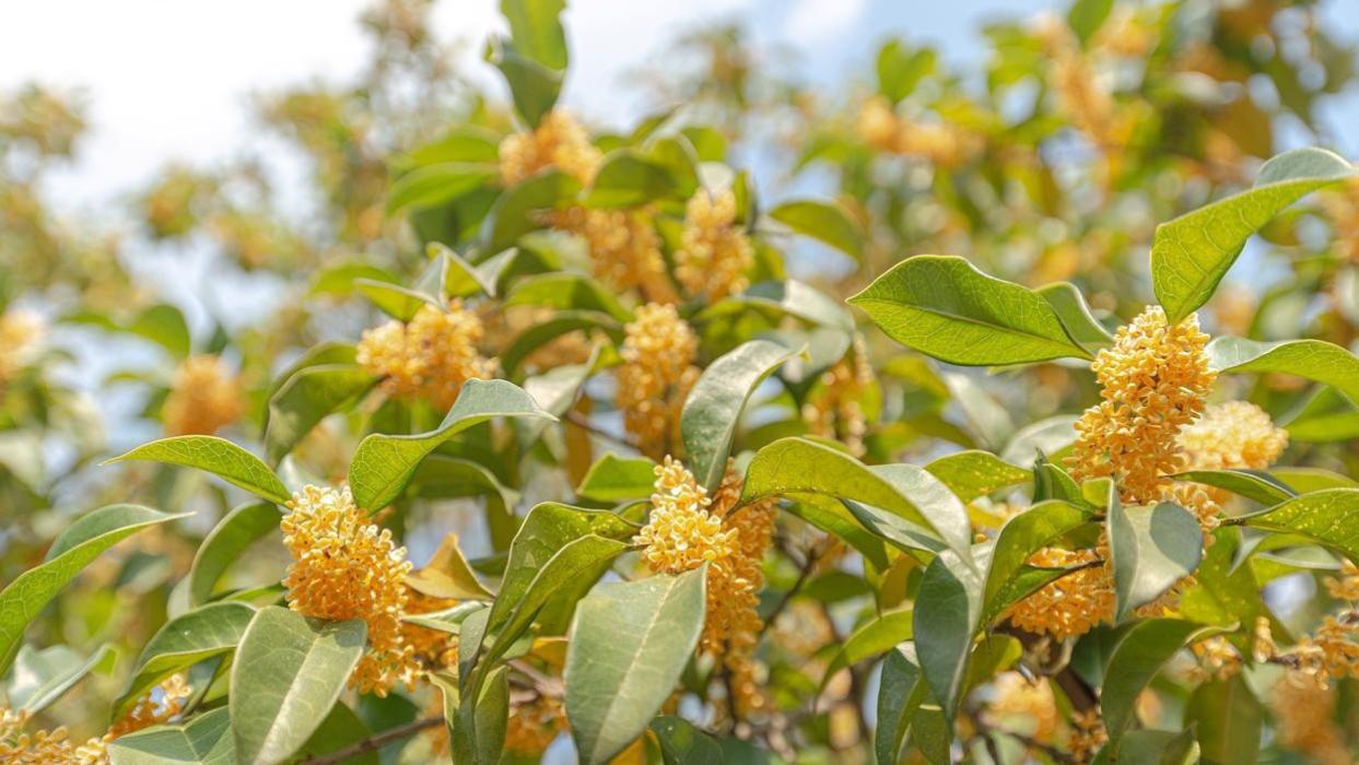 揭秘桂花家族：品种有哪些，属于哪个科？