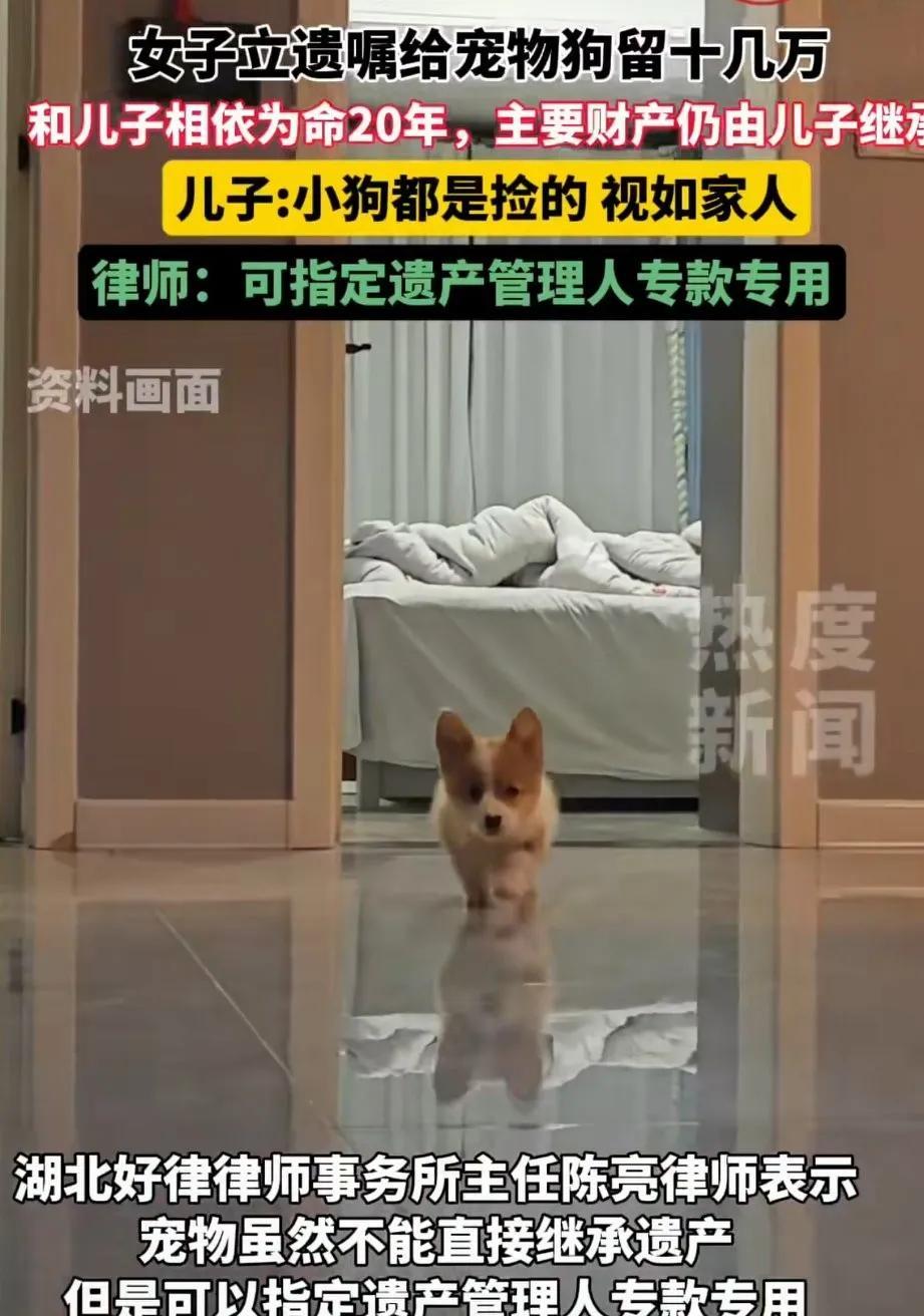 52岁女子离异后，与儿子相依为命20年，她立遗嘱，给自己的四只宠物狗留了十几万的