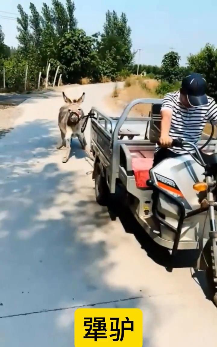 犟驴。