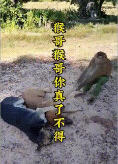 猴哥猴哥，你真了不得！为什么狗子不敢咬猴子？这么大只狗，打不过猴子？被猴子欺负一