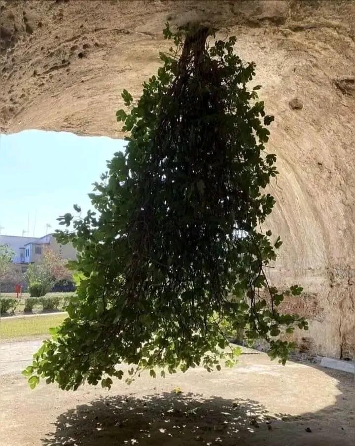 原来，植物真的可以“倒着”生长啊，大开眼界