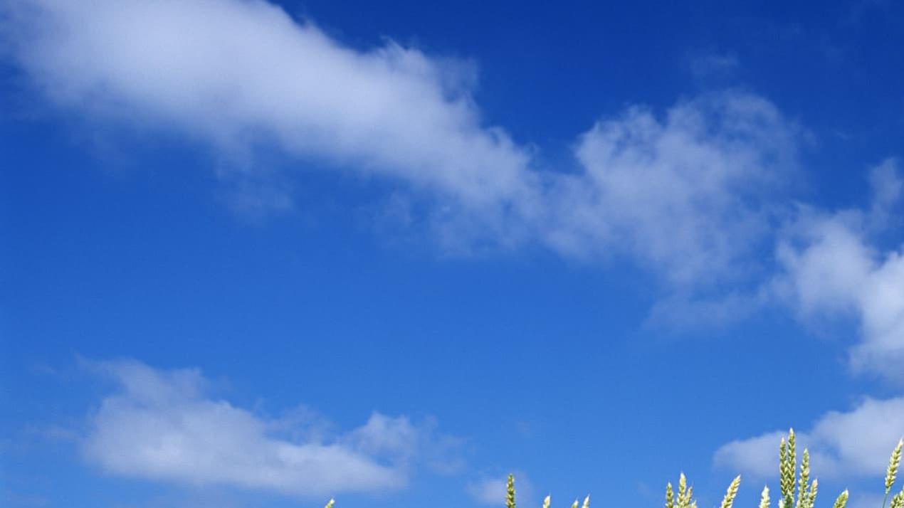 5天快速生长与健壮发育，震撼发布！沙地小麦，生命奇迹的创造者