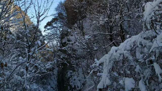 2025年的第一场雪，悄悄落在了王府竹海……