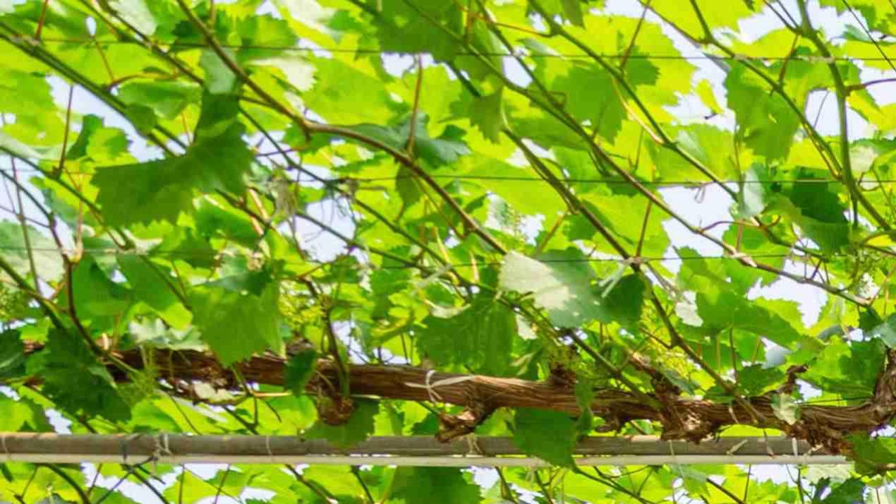 半年光照调控计划，王炸升级，阴雨连绵区域，大豆光照优化方案 (2)