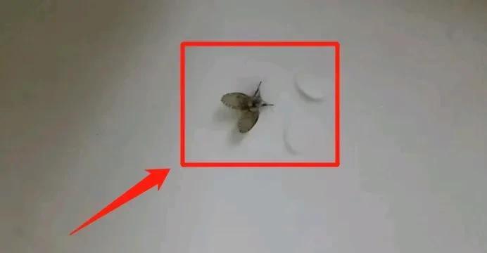 据说，用盐和苏打一比一的比例混合，加入热水溶解后，倒入下水道，能有效消灭这种小飞