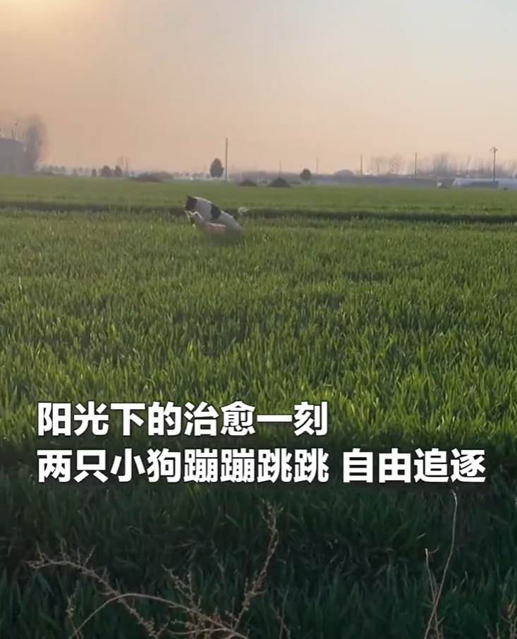 超治愈画面！麦田里2只好朋狗点亮了一整天